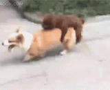 我可能还是有点低估泰迪了 - I probably still underestimate Teddy