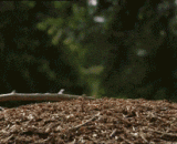 红褐林蚁，受惊就会冲天喷出豪多蚁酸，场面非常控制不住 - Red brown forest ant, frightened will fly out of the multi formic acid, the scene is very unable to control.