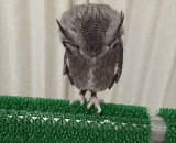 Let owl stand on your hands,让猫头鹰站你手上的方法