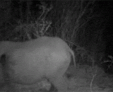 In Africa, cats can ride rhinos,在非洲，猫会骑犀牛