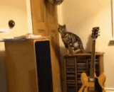 喵星人跳跃失败瞬间[13P] - [13P] of meow star hopping failure