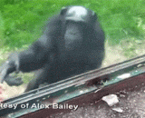 黑猩猩寻求人类的帮助越狱 - Chimpanzee's search for human help from prison