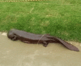 The Japanese salamander, a young Japanese brother who was walking along the river, was a bit sprouting.,日本小哥在河边走时遇到的日本大蝾螈，有点萌萌的