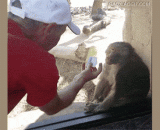 小狒狒在看完魔术后惊讶不已！！卧槽，卧槽，你怎么变的快告诉我 - The baboon was amazed at the magic! The grooves, the grooves, how do you change to tell me