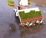 水稻插秧机，很方便的样子 - Rice transplanter, it's very easy to look
