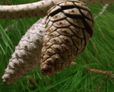 The ripening of the pineal fruit is like this,松果的成熟过程是这样的