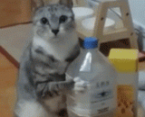 Meow star people: shovel the shit, you see, cat food is almost gone. Today it's going to be bought.,喵星人：铲屎的，你看看~猫粮快没有了，今天要买了