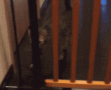 主人怕喵星人跑出去，于是就在门口放了一个栅栏！ - The master was afraid that the meow star would run out, so he put a fence at the door.