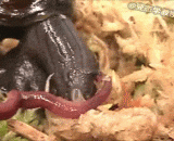 Snail eats earthworms, like noodles!,蜗牛吃蚯蚓，象吃面条一样！