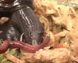 蜗牛吃蚯蚓，象吃面条一样！ - Snail eats earthworms, like noodles!