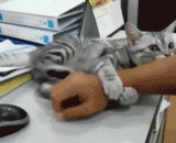 A sticky little goblin,粘人的小妖精