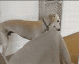 高智商狗狗的悠闲生活，突然很想做一只优雅汪 - The high intelligence quotient of a dog's leisure life suddenly wants to be an elegant Wang.