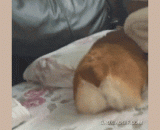 吓本汪一跳，还以为是泰迪来了。 - I thought it was Teddy.