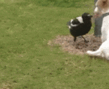 当会装死的汪星人碰上会装死的喜鹊.... - When the Wang Xing people will pretend to die, they will meet the magpie who will play dead.