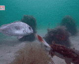 乌贼吃饭的样子略酷 - The squid is a little cool to eat