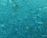 最善于伪装的鱼，找不到我就是找不到我！ - The most disguised fish can't find me, but I can't find it.