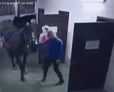 Master, this is a nice door I'm going to take away,主人，这门不错 我要带走了