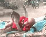 The cobra protects the North nose, and it is really 666.,眼镜蛇保护北鼻碎觉，开挂民族果然666