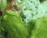 章鱼的的伪装 - The camouflage of octopus