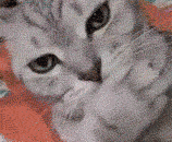 一看就知道不是什么正经喵 - I know it's not a good meow.