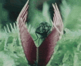 [2P] of fly catcher,捕蝇草捕蝇过程[2P]