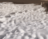 老虎：感不感动？狗：不敢动不敢动 - Tiger: is it touched? Dog: dare not move and dare not move