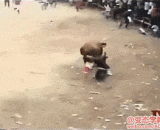 A classic case of bullfighting in a bull's face,被牛戳穿脸，斗牛事故的经典案例