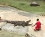 It's really fun to put your head in the crocodile mouth.,玩命表演，把头伸进鳄鱼嘴里真的好玩吗