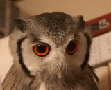 喵头鹰变形计 - Meowhead Falcon