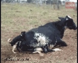 卧槽牛逼啊～～ - The cows in the grooves are forced to go.