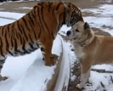 尼玛，真正体验了一把吓尿了的感觉 - Nima, I really experienced a feeling of scaring the urine