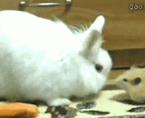 仓鼠居然无视兔子的存在，扛走胡萝卜 - Hamsters actually ignore the existence of rabbits and carry carrots.