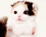 这小喵萌得不要不要的 - This little meow sprouts all the time