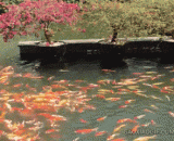 A rare sight,难得一见的景观