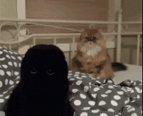 How can it be so dark... The next one is already muddled.,怎么可以这么黑…后面那只已经懵逼了...