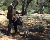 How do you catch a kangaroo? With a shopping bag on the head, the kangaroo will pour itself in.,如何逮袋鼠？用个购物袋往头上一罩，袋鼠就会自己倒进去了