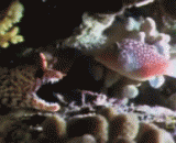 You can't eat me. You can't eat me. You can't eat me.,你吃不下我你吃不下我你吃不下我...