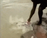 一个肉腿，钓一群鱼，看着好爽！ - A leg of meat, fishing a group of fish, look good!