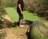 Great crocodile and great courage,好大的鳄鱼和好大的胆子