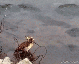 大雁颈部中箭仍能行走自如 - The arrows in the neck of the wild goose can still walk freely