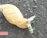 最神奇的寄生虫之一，扁虫 - One of the most magical parasites, the flat worm