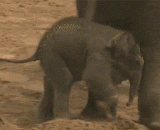 The old king's child walks away to me,隔壁老王的孩子给我走开