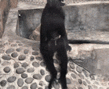 金针菇射手？ - Flammulina Flammulina?