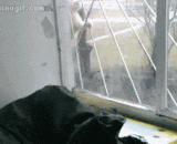 喵星人被蜘蛛侠附体后，是这样爬窗的 - The mew star is crawled through the window after it is possessed by Spiderman.