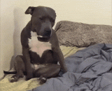 When you wake up every morning, you have to be confused for a few minutes before you fall asleep.,每天早上醒来总是要先迷茫几分钟，再倒下去睡会