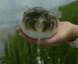 This is what you look like when you drink high and vomit,这是你喝高了呕吐时的样子