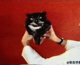 科学家摇猫头鹰 - Scientist wagging Owl