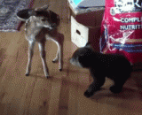 When the deer baby meets baby bear, my heart has changed.,当鹿宝宝遇上熊宝宝，萌的我心都化了