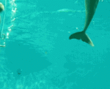 The dolphin that will spit the circle is fine.,会吐圈圈的海豚，成精了