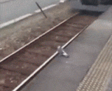 鸽子坐地铁 - Dove takes the subway